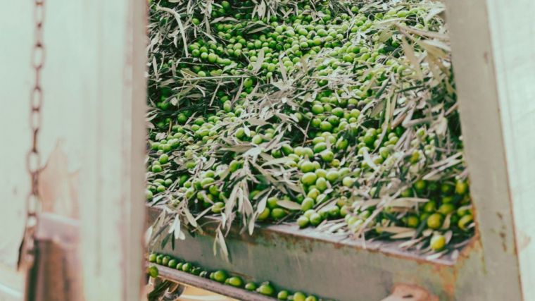 Agricultura prevé en CLM una producción de 121.500 toneladas de aceite en la próxima campaña