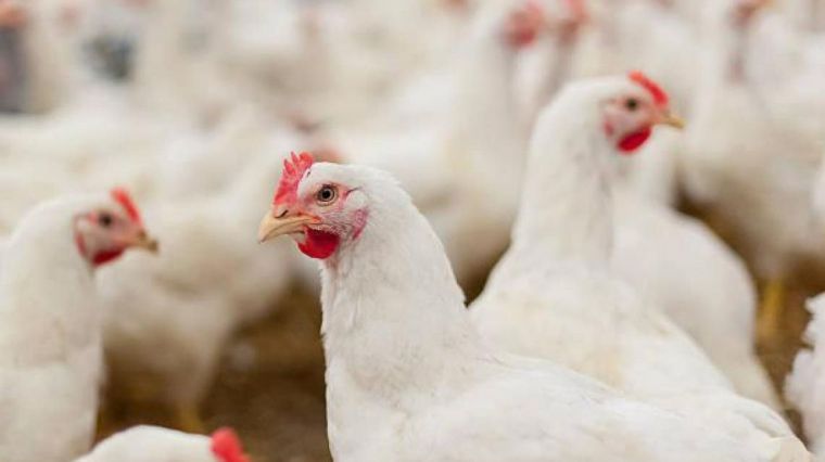 La Consejería de Agricultura inicia el protocolo de actuación tras la confirmación de un foco de Influenza Aviar en Yeles (Toledo)