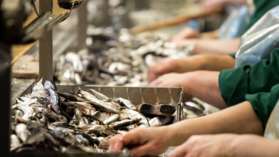 Convocadas las ayudas a inversiones en actividades de transformación y comercialización de productos de pesca y la acuicultura por más de 2,2 millones