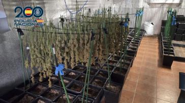 Desarticulada una plantación intensiva de cannabis en Ugena con cuatro detenidos