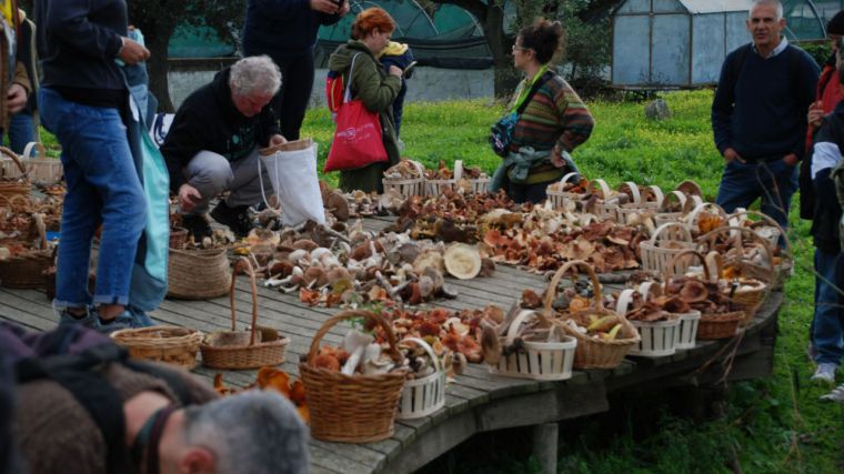 Abierto el plazo de inscripción para las Jornadas Micológicas que se celebrarán del 14 al 16 de noviembre en Navamorcuende