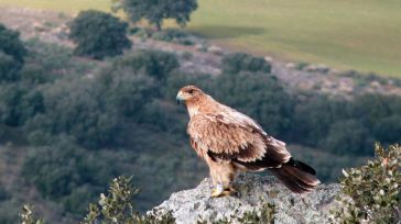 Detenido el guarda de un coto de caza por matar de un disparo un águila imperial ibérica en Toledo