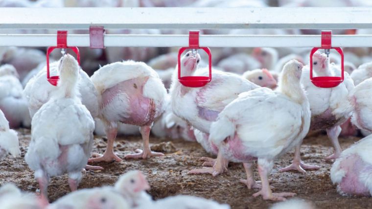 CLM continúa sin casos de gripe aviar y pide prudencia al difundir información para no generar alarma