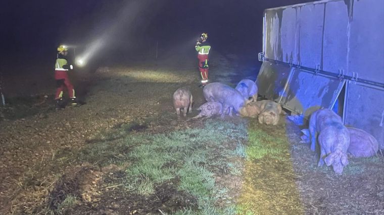Vuelca un camión con cerdos en una carretera de Toledo y varios animales quedan sueltos por el campo y la vía