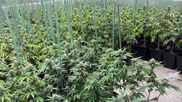 Desmanteladas dos plantaciones de marihuana en Olías del Rey y en Cubas de La Sagra con cerca de 1.500 plantas