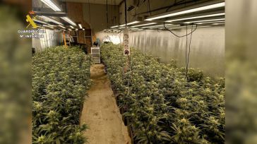 Demantelado un cultivo indoor de 1.200 plantas de marihuana en una vivienda de un pueblo de Toledo