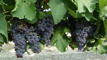 CLM recibirá 2,3 millones para promocionar el vino español en el extranjero en 2027