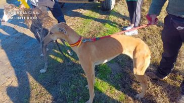 Siete detenidos en un pueblo de Toledo por cazar liebres de forma furtiva en una zona prohibida