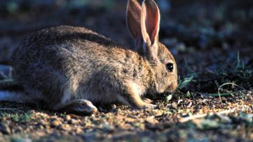 Declarada la emergencia cinegética temporal por daños de conejo de monte en 364 municipios