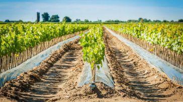 El DOCM publica el Plan Director de Nuevos Regadíos, a disposición pública en la Consejería de Agricultura