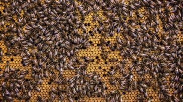 El 13 de febrero se abre el plazo para solicitar ayudas para la campaña apícola de 2026