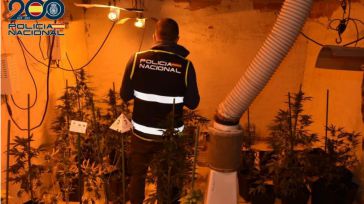Detenido en Alcázar el responsable de un punto de cultivo de marihuana con 65 plantas