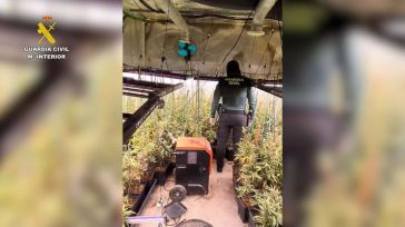 Desmantelada una plantación de marihuana 'indoor' con 1.500 plantas en Hormigos (Toledo)
