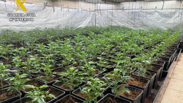 Desmantelada una plantación indoor de marihuana con más de 600 plantas y 17 kilogramos de cogollos en Almodóvar del Campo