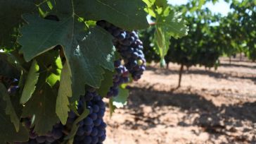 CLM recibirá 12,9 millones del Ministerio para sector agroalimentario, recursos naturales y acción frente al clima