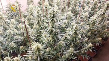 Desmanteladas tres plantaciones de marihuana indoor en Ajofrín (Toledo) e incautadas 1.200 plantas