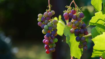 CLM consolida su liderazgo exportador en vino con 950 millones de euros en ventas y más de 1.400 millones de litros