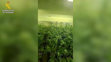 Desmanteladas dos plantaciones de cultivo y elaboración de marihuana en dos viviendas de Seseña