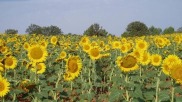 La Junta reparte este viernes casi 5,4 millones en ayudas a girasol medioambiental, apicultura y jóvenes incorporados