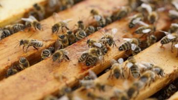 Apicultores de Ciudad Real se integran en una red nacional para rescatar y reubicar enjambres de abejas