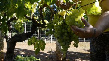 Castilla-La Mancha concentra el 72% de las nuevas hectáreas de viñedo autorizadas en España para 2026