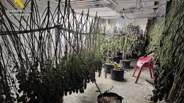 La Guardia Civil de Albacete detiene a seis personas y desmantela una plantación de cannabis sativa en Munera