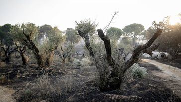 El complejo de incendios entre Madrid, Ávila y Toledo mantiene un riesgo real para Castilla-La Mancha, aunque mejora la evolución del fuego