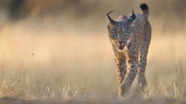 Muere un lince tras ser atropellado en San Martín de Montalbán (Toledo)
