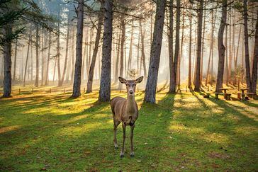 6 escapadas en familia: explorar el nacimiento de un río, vivir entre dinosaurios, naturaleza entre osos y lobos, o meternos en nuestra Historia de la mano de sus personajes…